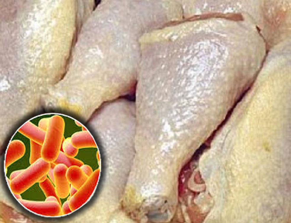<span style='color:red;'><b>Salmonela</b></span> u piletini Perutnine Ptuj